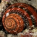 shell_turban_bo_mb_h_0185_png2307.jpg
